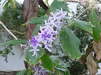 Petrea volubilis
