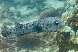 Exemplar fotografado na Oman.