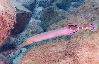 Aulostomus strigosus