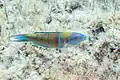 Thalassoma pavo (Linnaeus, 1758)