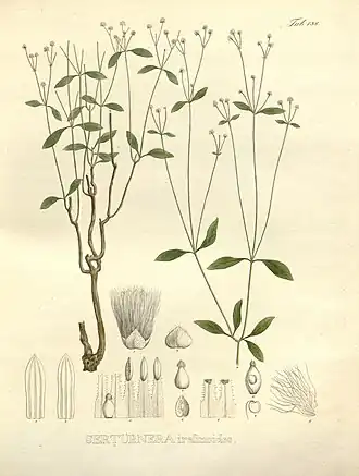 Pfaffia glomerata (Spreng.) Pedersen