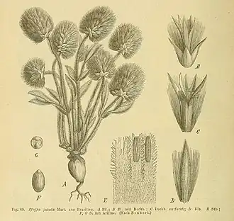 Pfaffia jubata (Martius, 1826)