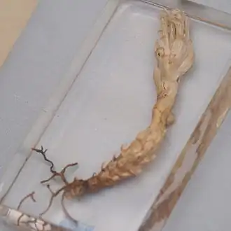 Phacellanthus tubiflorus