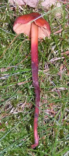 Phaeocollybia jennyae