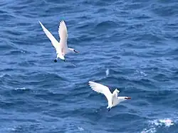 Ritual de namoro voando para trás. Kīlauea Point, Havaí