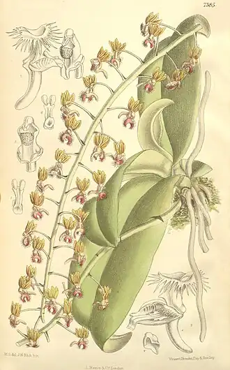 Ornithochilus difformis var. difformis