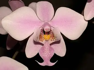 Phalaenopsis shilleriena
