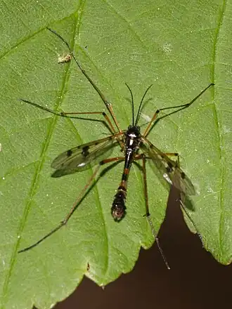 Bittacomorpha clavipes