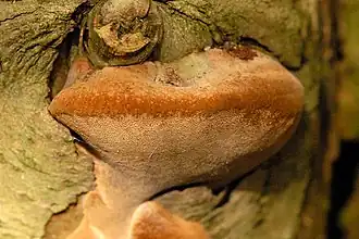 Phellinus pomaceus
