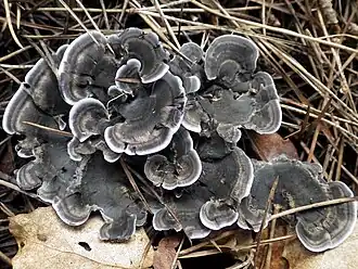 Phellodon niger&nbsp;[en]