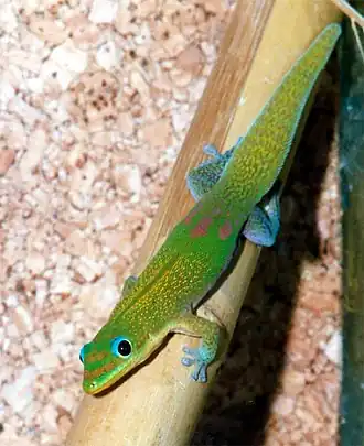 Phelsuma laticauda&nbsp;[en]