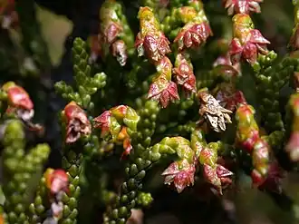 Pherosphaera hookeriana