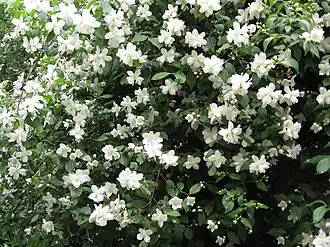 Philadelphus lewisii