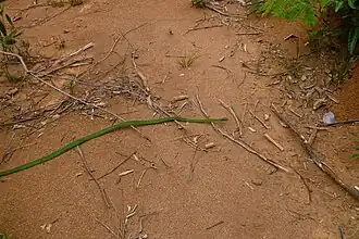 Nome popular: Cobra-verde – Nome científico: Philodryas olfersii – Registrada por morador, 2022