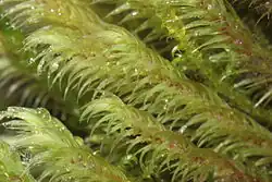 Philonotis calcarea (Bartramiales).