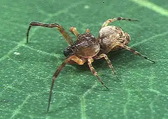 Macho de P. prominens