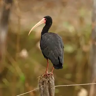 Tapicuru-de-cara-pelada em Poconé, Pantanal, Estado de Mato Grosso, Brasil