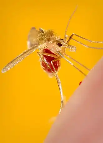 Phlebotomus pappatasi