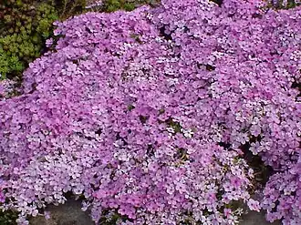 Phlox douglasii