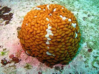 Phlyctenactis tuberculosa