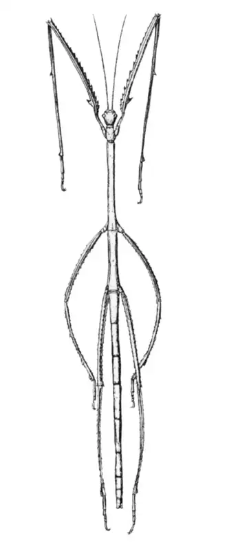 Fêmea de Phobaeticus kirbyi