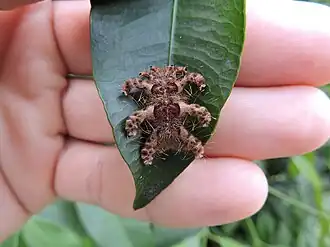 Fotografia da larva da mariposa P. hipparchia, a lagarta-aranha, em Florianópolis, Santa Catarina.