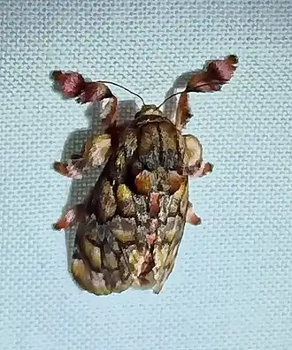 Fêmea de Phobetron hipparchia (Cramer, 1777) fotografada na Guiana Francesa.