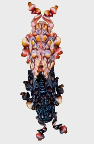 Ilustração com a cópula de P. hipparchia, em vista superior, mostrando seu dimorfismo sexual bastante acentuado;[1] abaixo o macho e acima a fêmea.