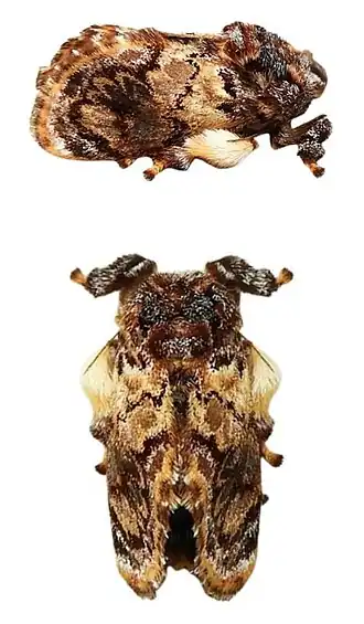 Fotografia da vista lateral (acima) e superior (abaixo) de uma fêmea de P. pithecium.