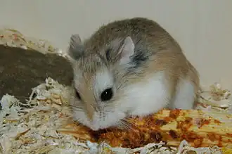 Hamster Roborovski