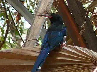 Phoeniculus purpureus