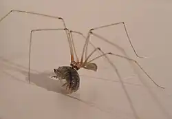 Pholcus phalangioides com uma presa.