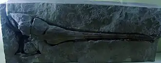 Fóssil do crânio de Pholidosaurus meyeri no Museu de História Natural, Berlim