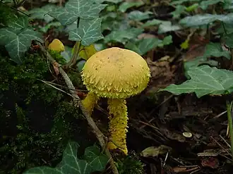 Basidioma de Pholiota flammans saindo de um toco coberto de musgo verde e hera.