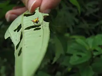 Phoroncidia tricuspidata em Santo André (SP)