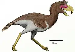 Phorusrhacos, uma ave cariaforme