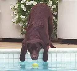 Buddy tentando pegar uma bola na piscina em 1998