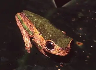 Phyllomedusa palliata