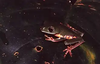 Phyllomedusa tomopterna