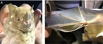 Phyllops falcatus capturado na ilha de Cozumel, México