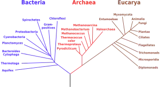 Cytota agrupa os seres eucariontes e procariontes.