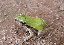 Physalaemus cuvieri apresentando coloração esverdeada