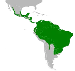 Distribuição de P. cayana em verde