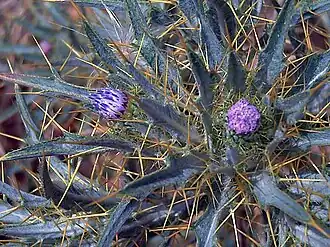 Picnomon acarna em Ciudad Real, Espanha
