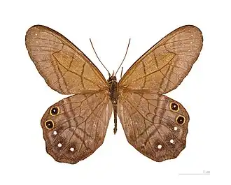 Vista superior de P. astyoche