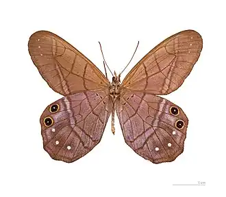 Vista inferior de P. astyoche