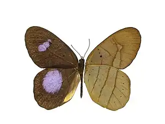 P. hortona. A asa esquerda é a vista superior e a direita a inferior, simulando folha seca. Gênero Pierella.