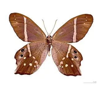 Vista inferior de P. hyalinus