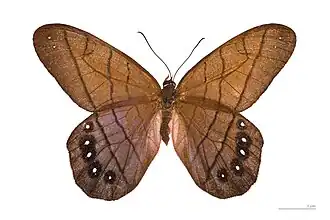 Vista superior de P. lamia