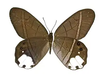 P. lucia (a asa esquerda é a vista superior e a direita a vista inferior).